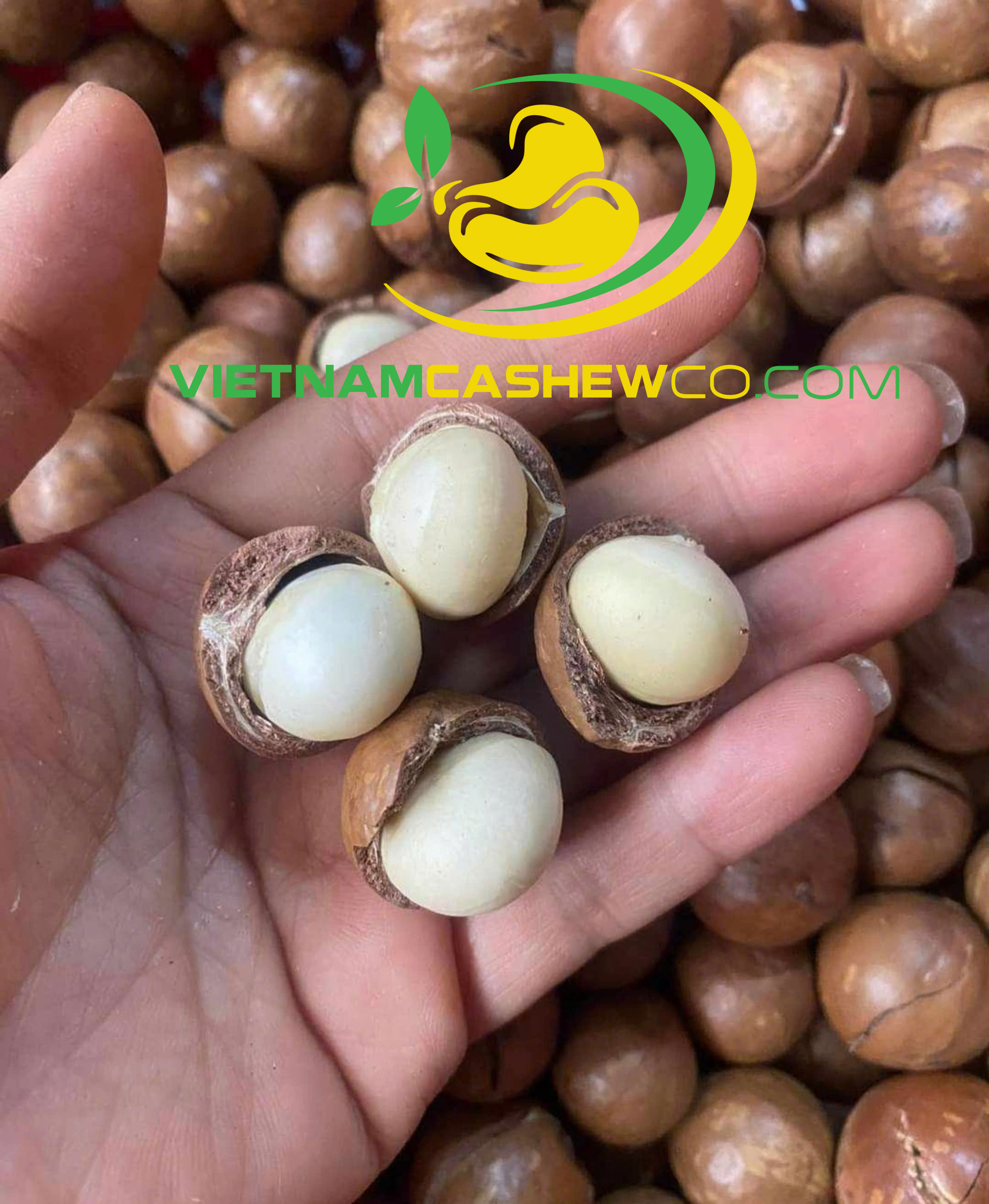 Macca nứt vỏ
